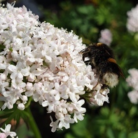 Valeriana officinalis